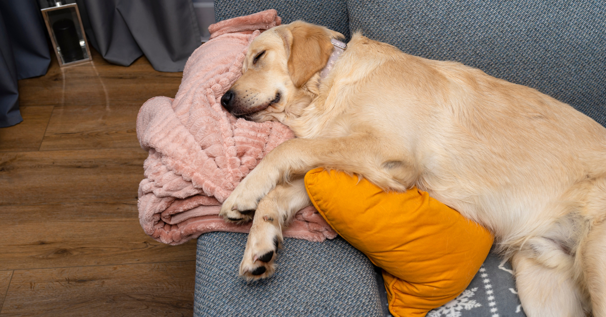 Redefine Comfort for Your Furry Friend